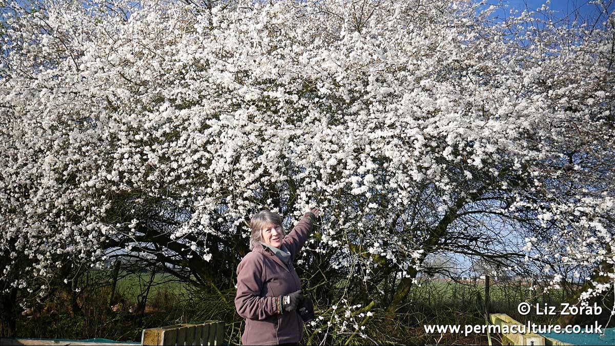 Spring in the Permaculture Smallholding: seasonal gardening with Liz Zorab