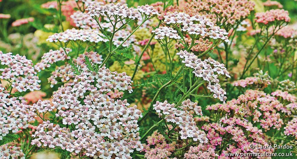 Benefits of Yarrow (Achillea millefolium)