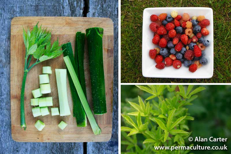 Herbaceous Perennials and Climbers: food forest layers