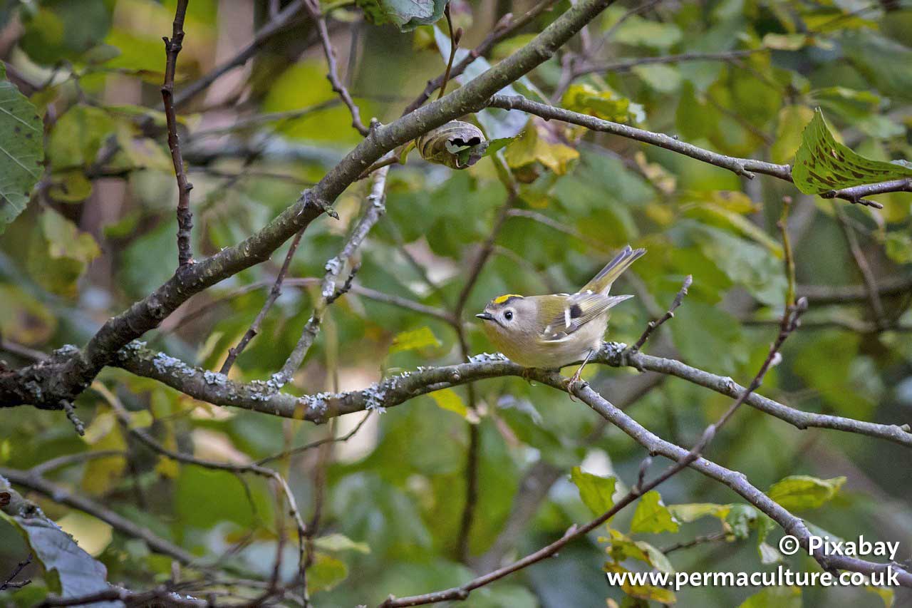 Giving Nature a Voice