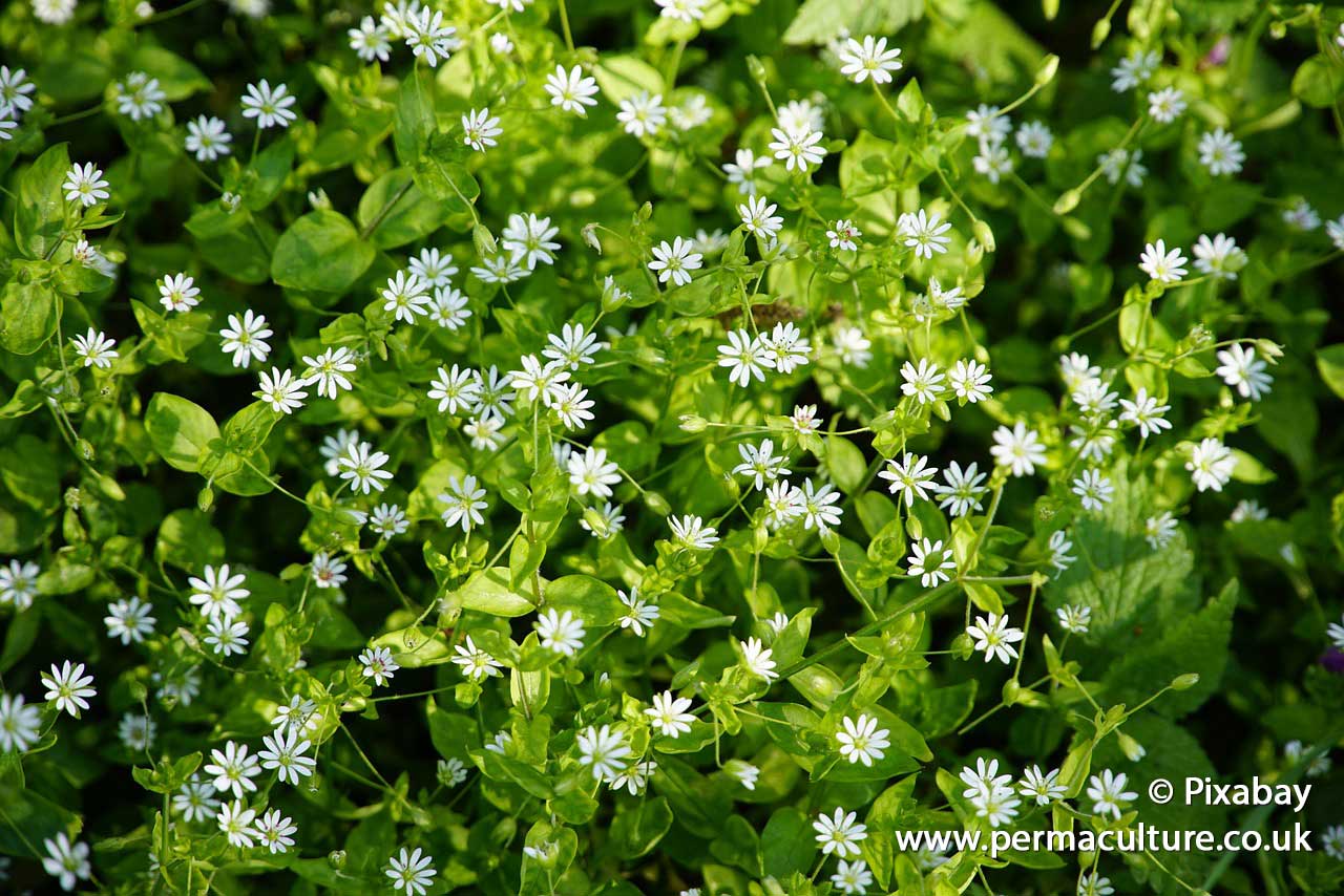 Foraging for wild food and medicinal plants – Chickweed Plant Profile