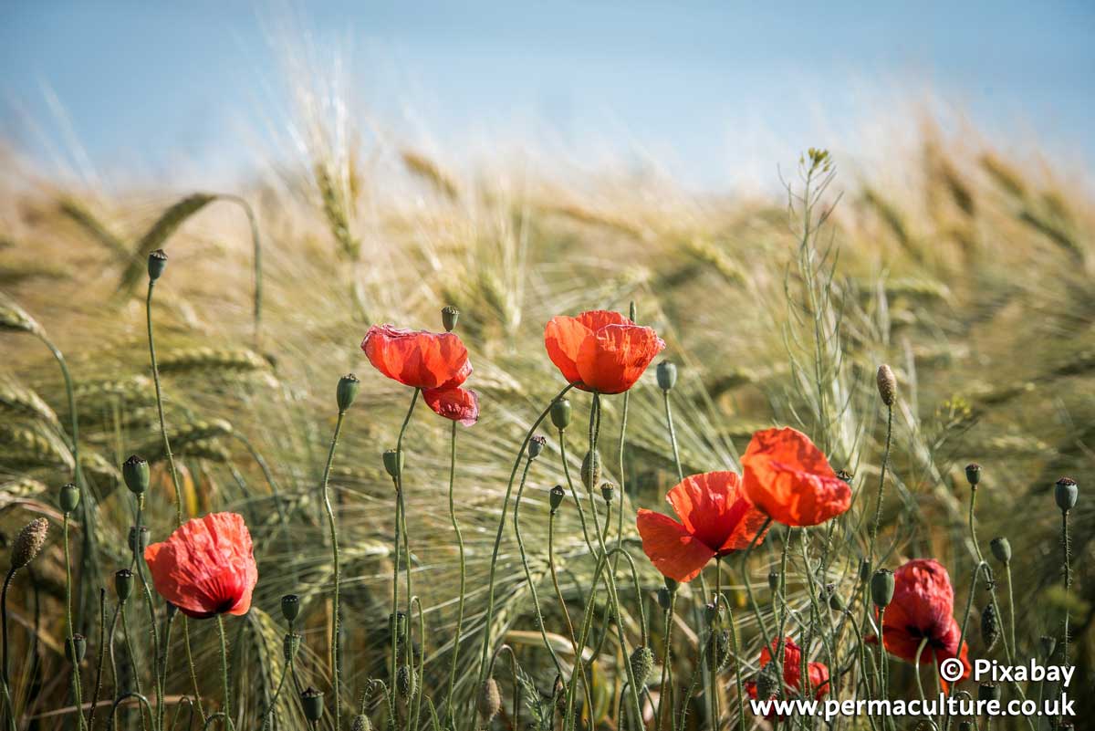 Lammas – Celebrating Summer’s Harvests