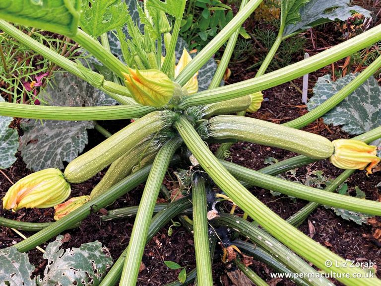 How to Use Your Courgette / Zucchini Glut