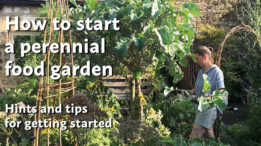 How to Start a Perennial Food Garden