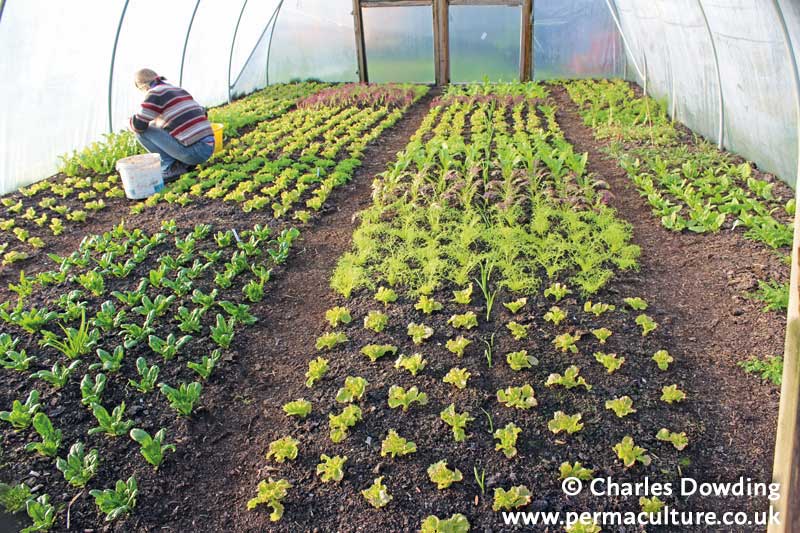 Growing Winter Salads