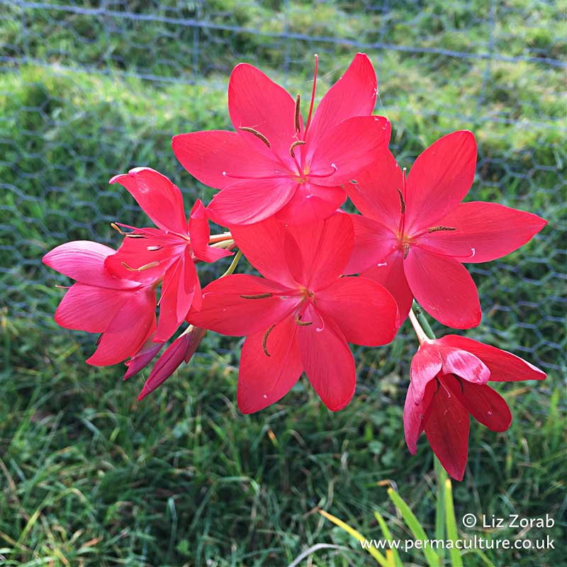 November in the Seasonal Garden