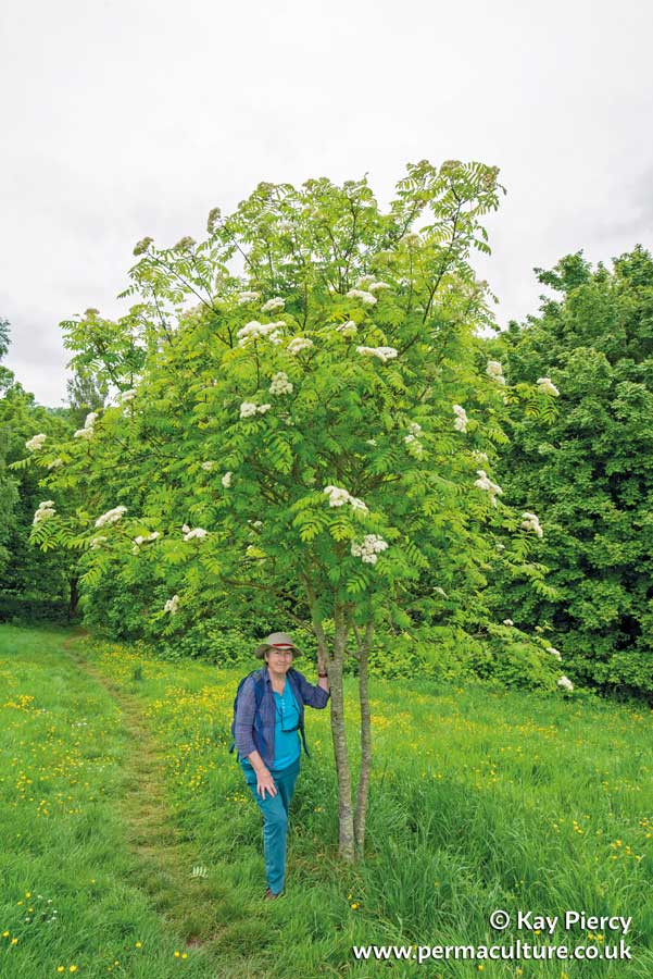 Trees and Shrubs for Boosting Heart Health