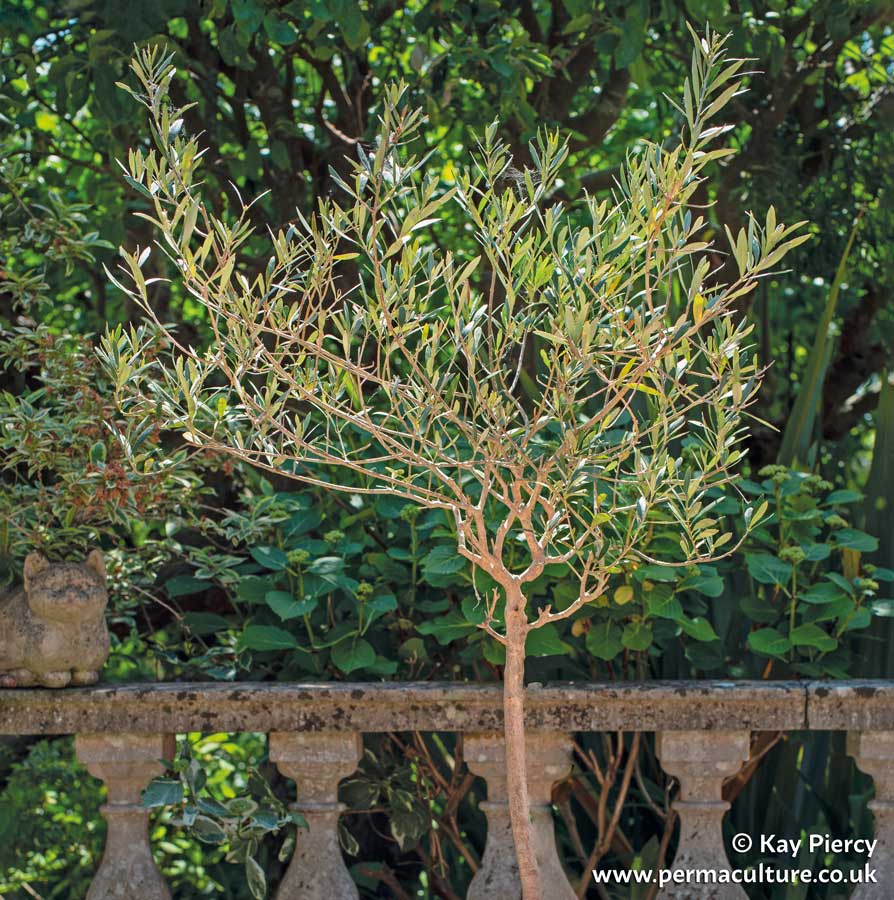 Healing Trees and Shrubs: Olive
