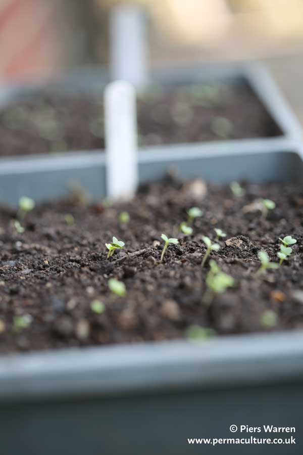 Spring in the Vegan Garden