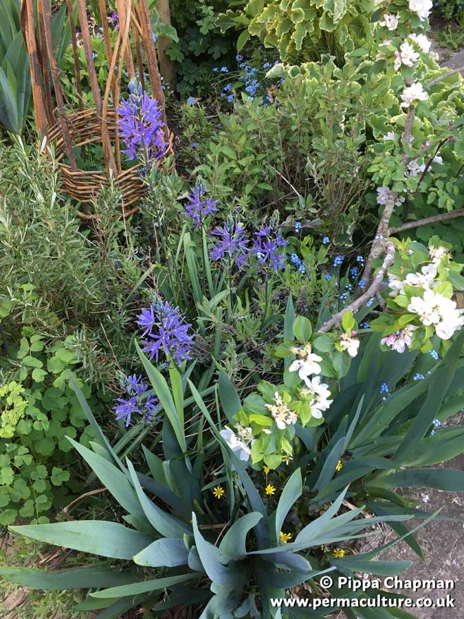 Choosing Plants for the Forest Garden