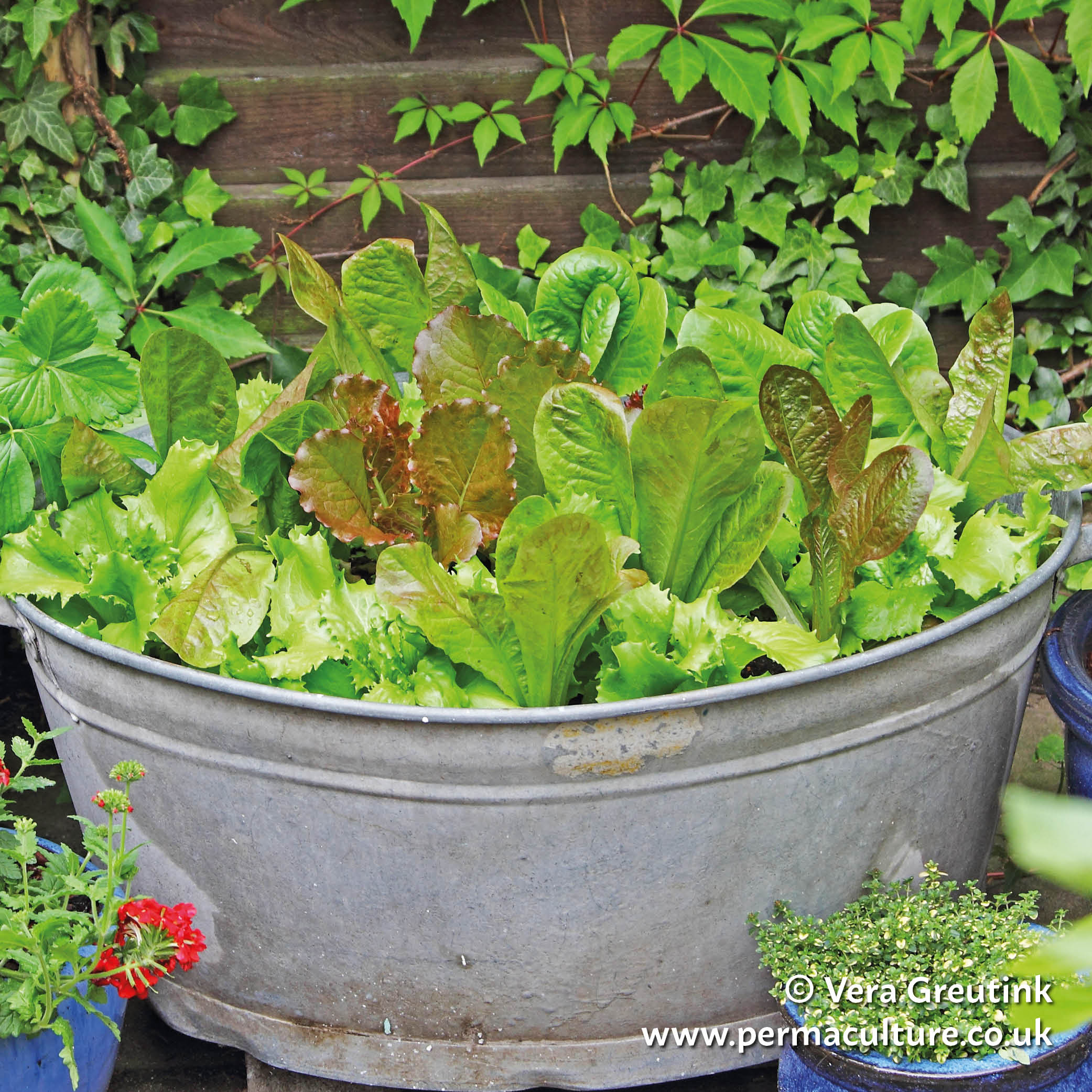 A Garden in a Tub