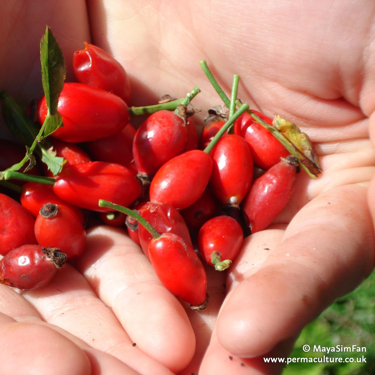 Rosehips: Why you should grow roses