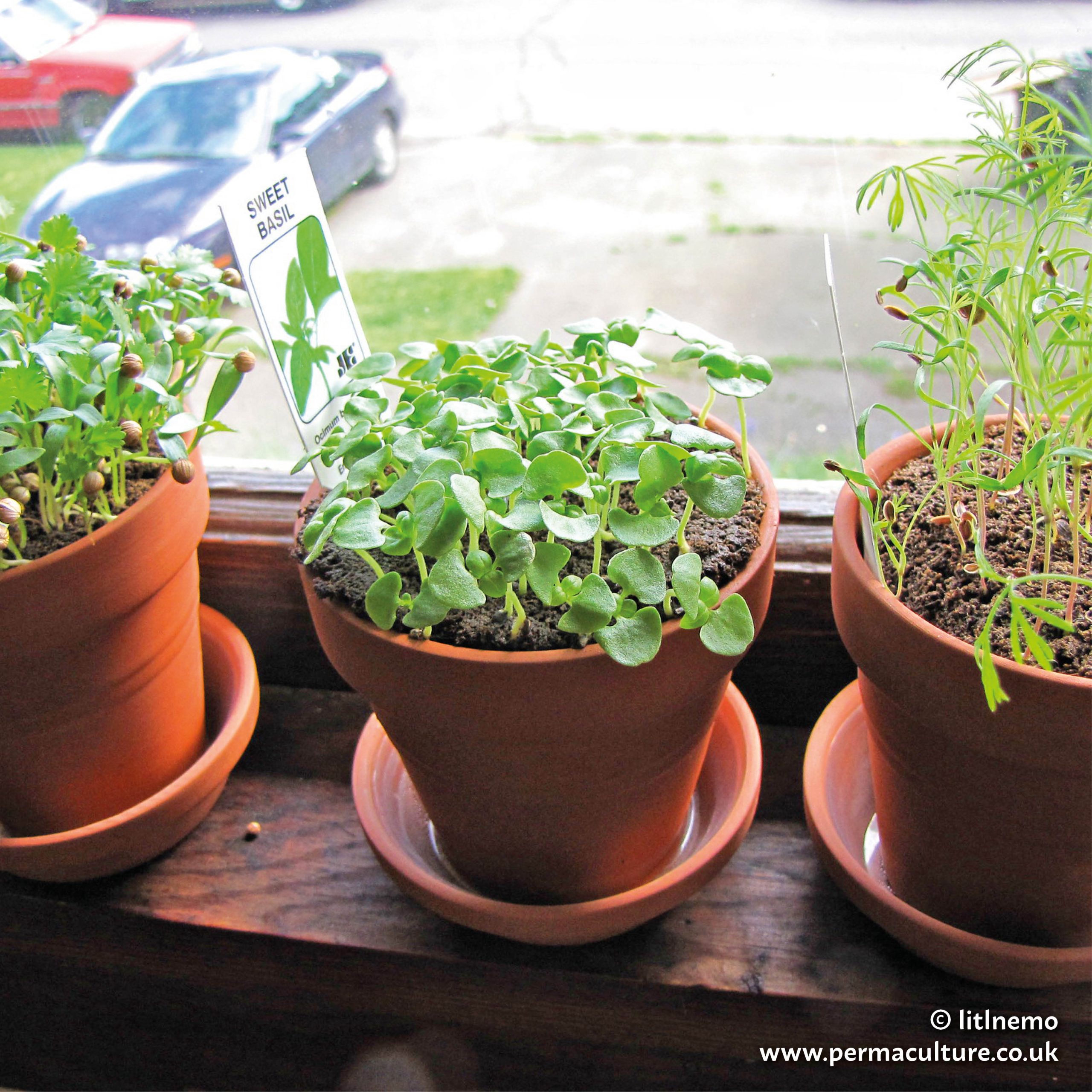 Indoor Growing Ideas