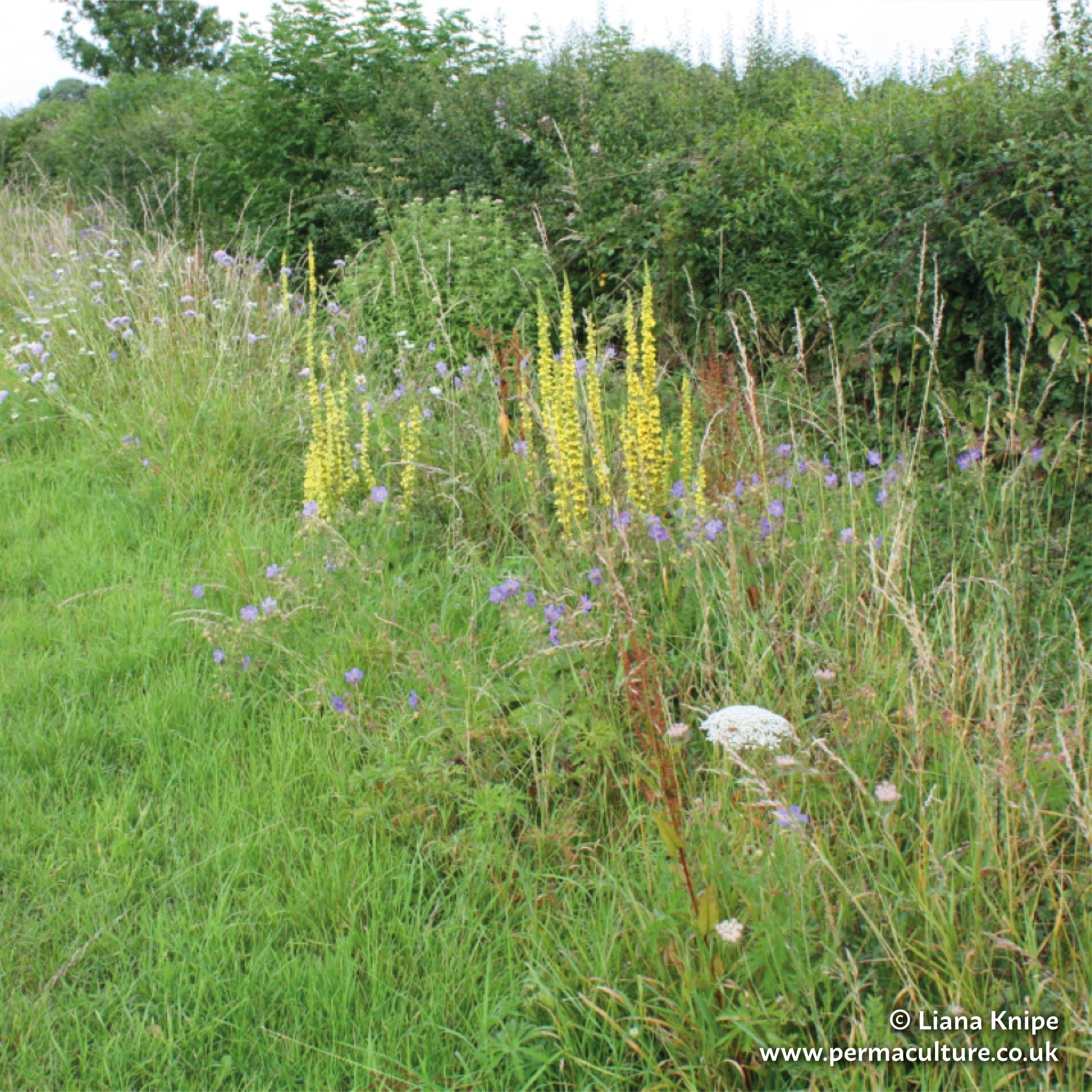 The Importance of Road Verges in a Changing World