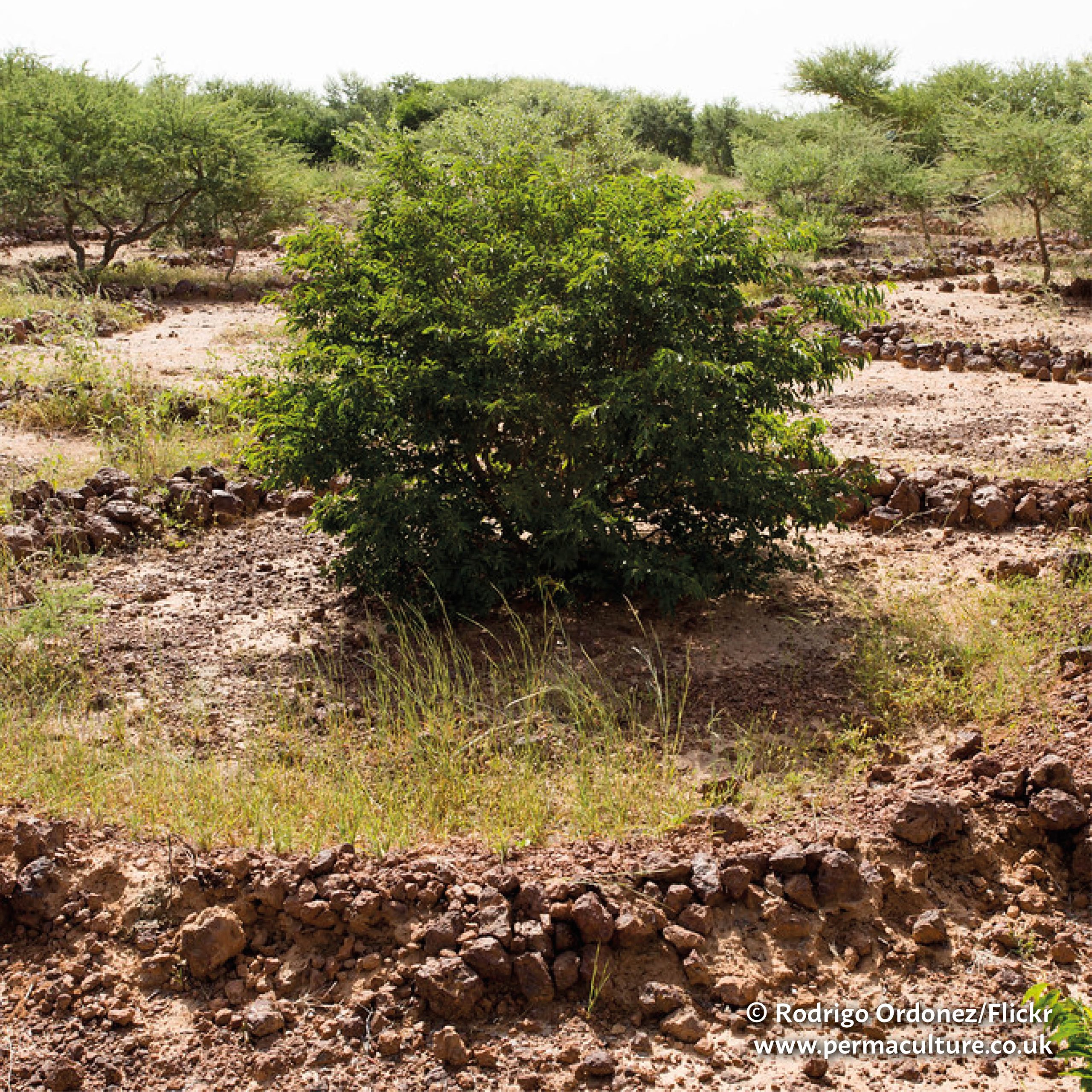 Re-greening the desert – half moon planting