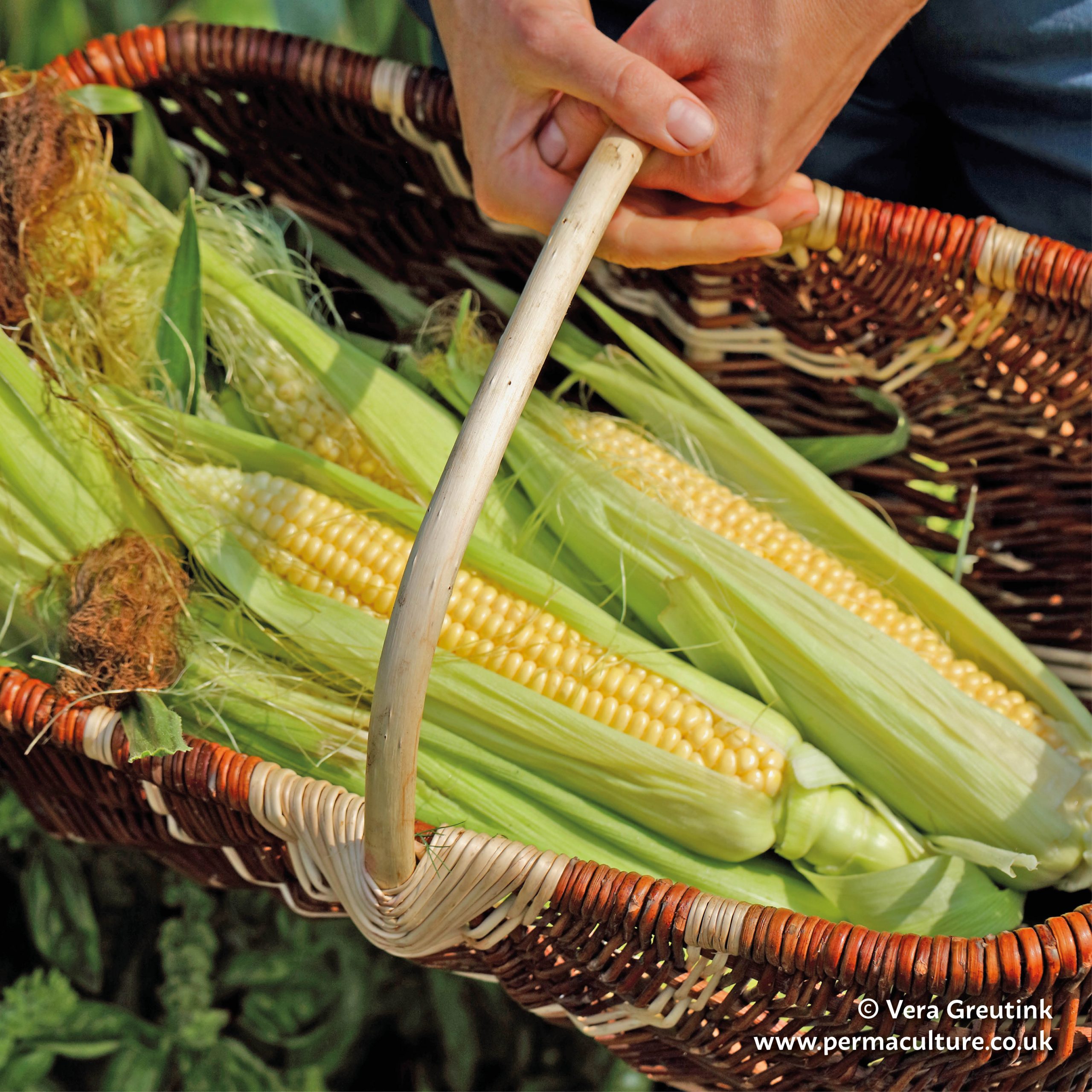 The Art of Growing Corn