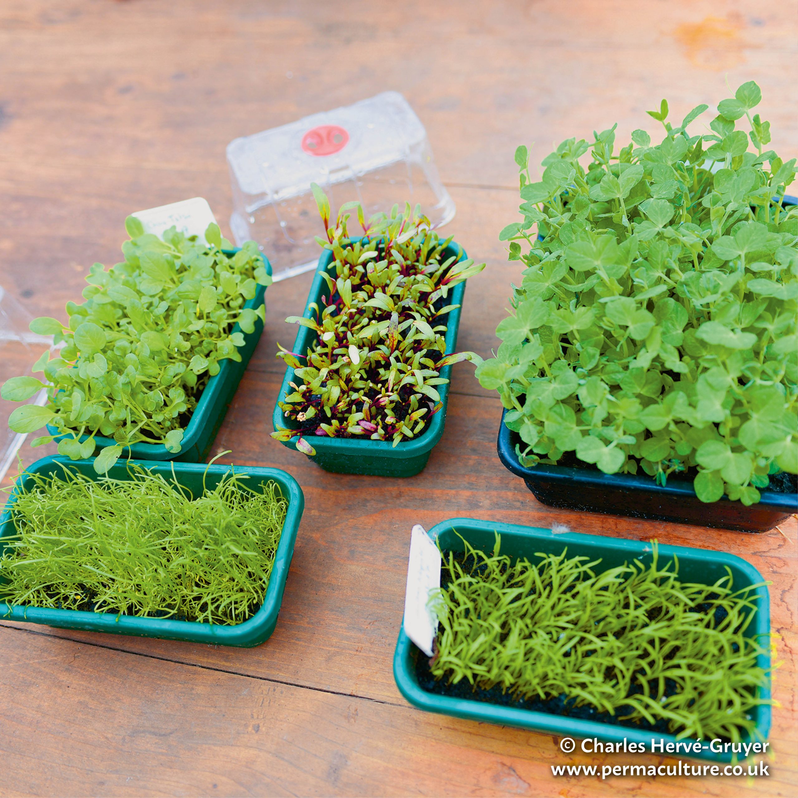 Grow Veg in Any Space