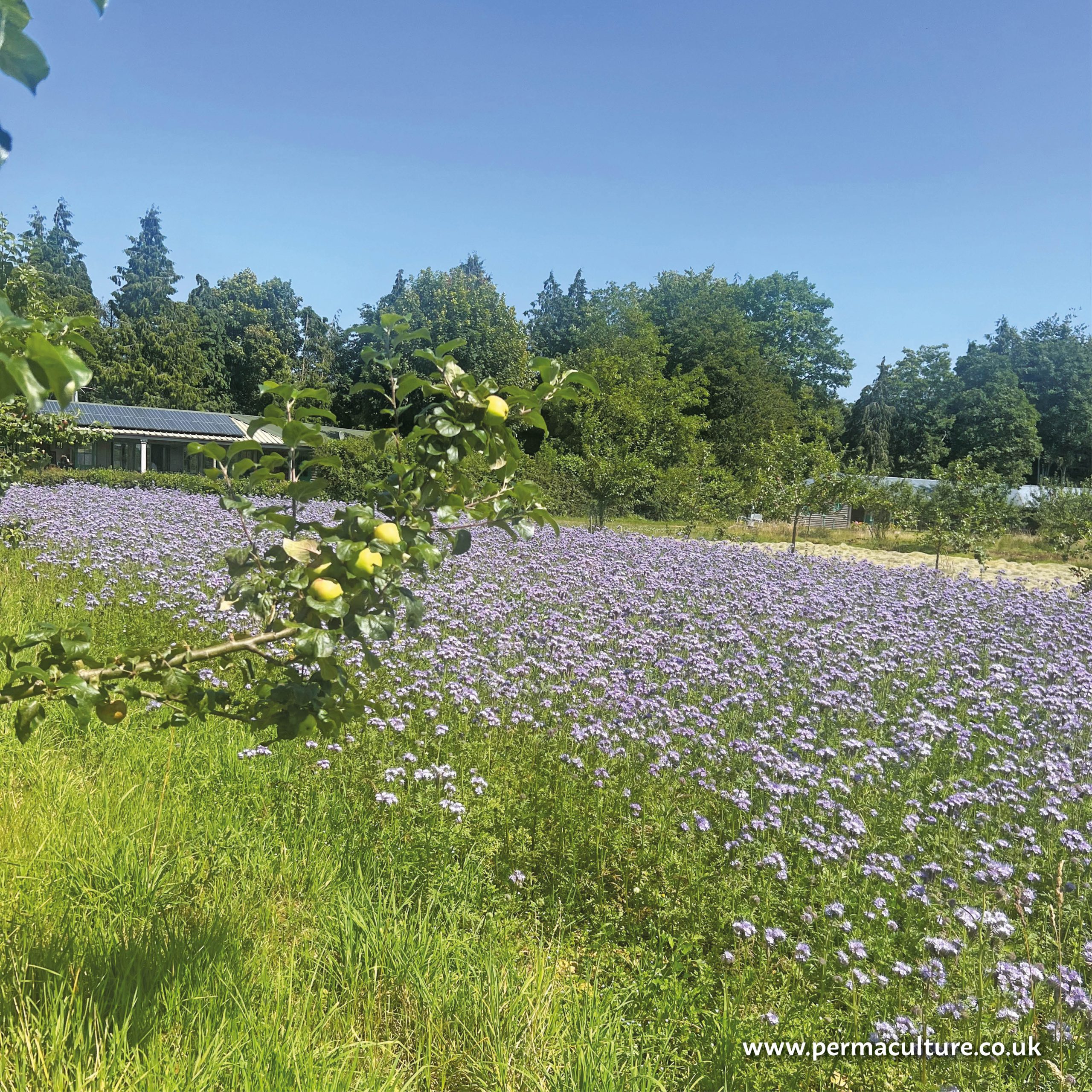 An agroforestry field with a section filled with a purple flowered cover crop, with trees surrounding.